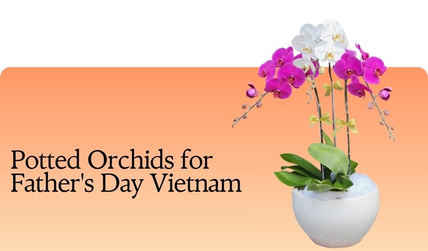 Potted Orchids for Father's Day Vietnam