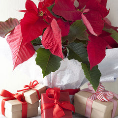 Christmas Gift Vietnam