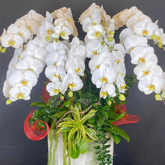 Collection image for: Father's Day Potted Orchid