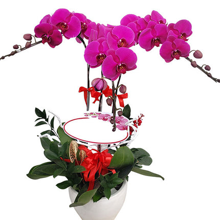 03 Stems Purple Orchid Pot Tet Vietnam
