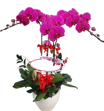 03 Stems Purple Orchid Pot Tet