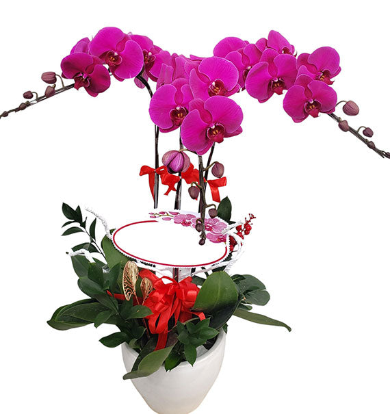 03 Stems Purple Orchid Pot Tet Vietnam