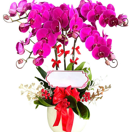 05 Stems Purple Orchid Pot Tet Vietnam