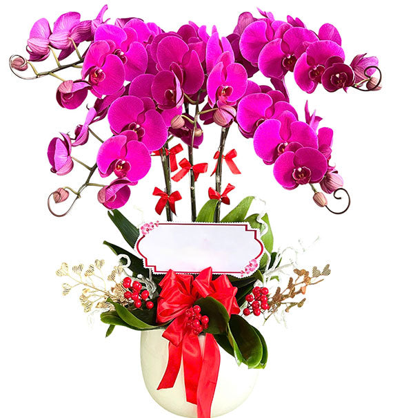 05 Stems Purple Orchid Pot Tet Vietnam