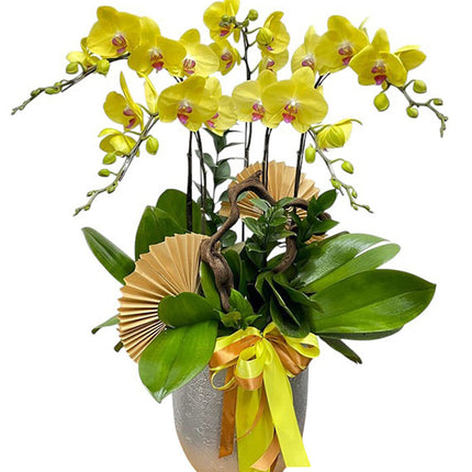 05 Stems Yellow Orchid Pot Tet Vietnam