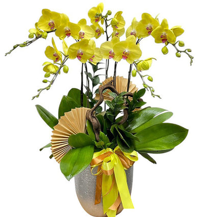 05 Stems Yellow Orchid Pot Tet