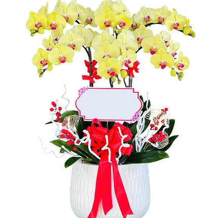 06 Stems Yellow Orchid Pot Tet Vietnam