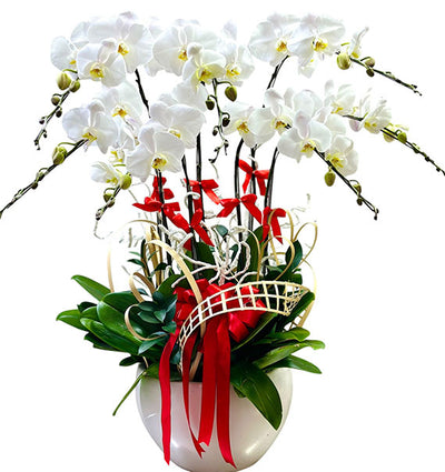 07 Stems White Orchid Pot Tet