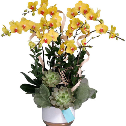 08 Stems Yellow Orchid Pot Tet Vietnam