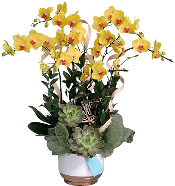08 Stems Yellow Orchid Pot Tet Vietnam
