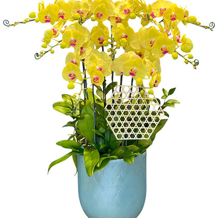 09 Stems Yellow Orchid Pot Tet Vietnam