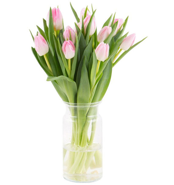 10 Light Pink Tulips In Vase Vietnam