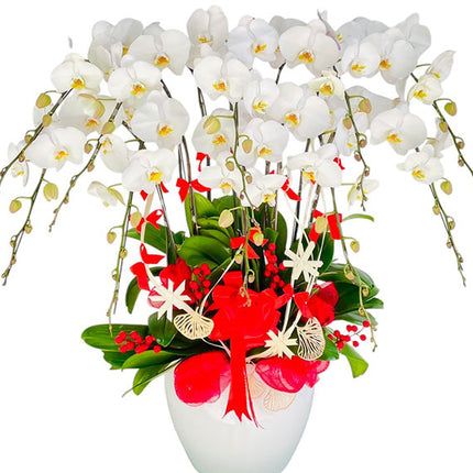10 Stems White Orchid Pot Tet Vietnam