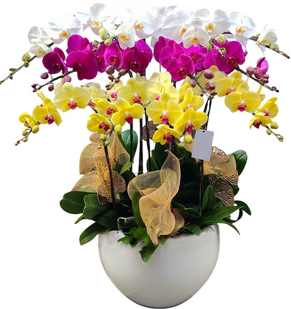 12 Stems Orchid In Ceramic Pot Vietnam