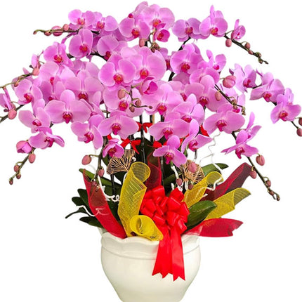 12 Stems Purple Pink Orchid Pot Tet Vietnam