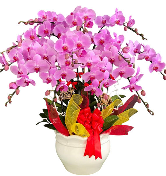 12 Stems Purple Pink Orchid Pot Tet Vietnam