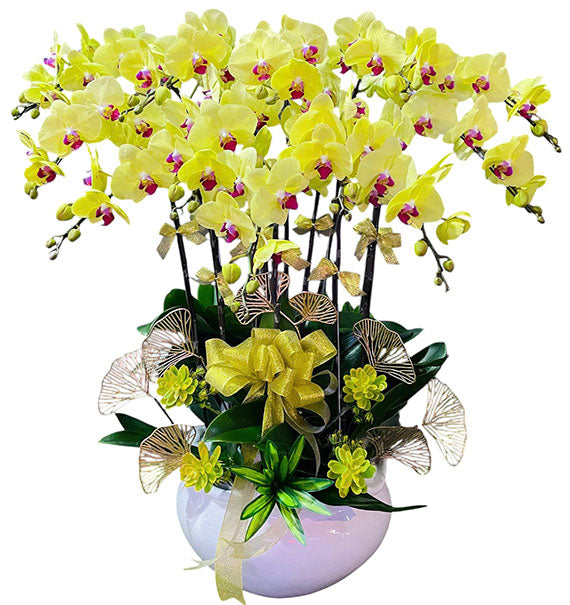 12 Stems Yellow Orchid Pot Tet Vietnam