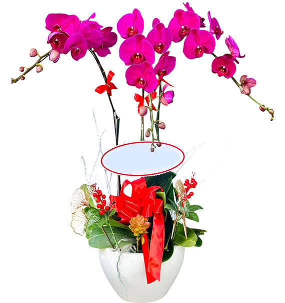 3 Stems Purple Orchid Plant For Women’s Day Vietnam