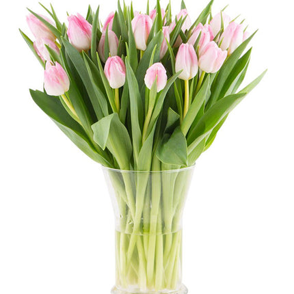 Tulips In Vase