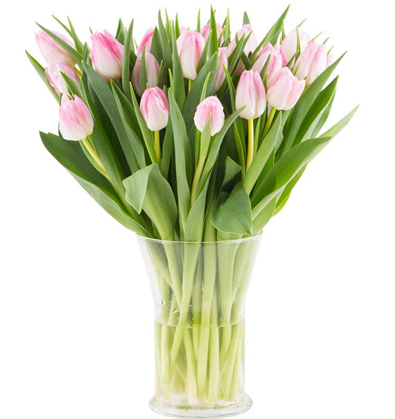 Tulips In Vase