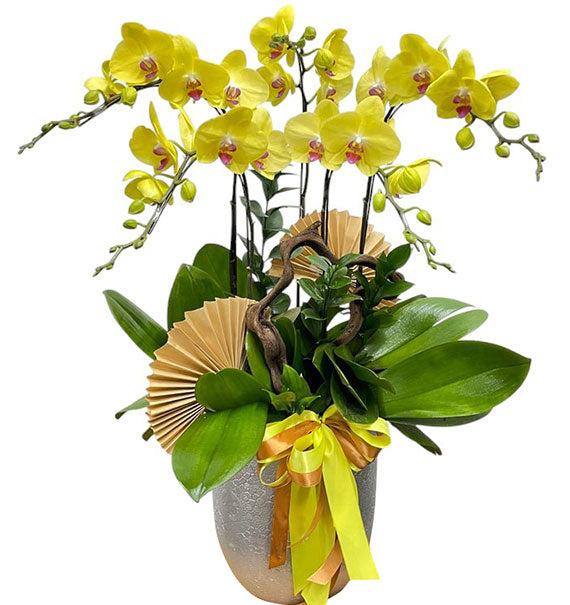 5 Stems Yellow Orchid Plant For Women’s Day Vietnam
