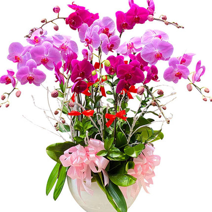 7 Stems Orchid In Ceramic Pot Vietnam