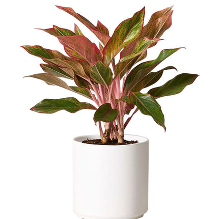 A Pot Of Aglaonema Red Tet Vietnam
