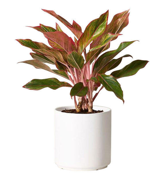 A Pot Of Aglaonema Red Tet Vietnam