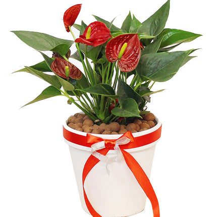 A Pot Of Anthuriums Plant Tet Vietnam