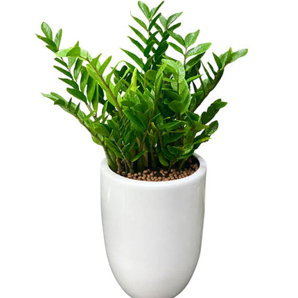 A Pot Of Aroid Palm Tet Vietnam