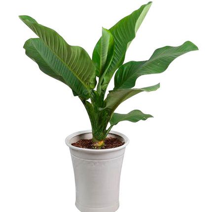 A Pot Of Green Aglaonema Tree Tet Vietnam