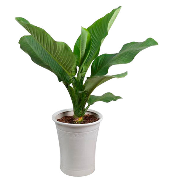 A Pot Of Green Aglaonema Tree Tet Vietnam