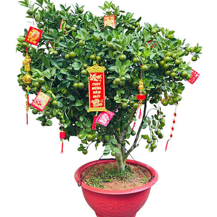 A Pot Of Kumquat Tree 1m2 Tet Vietnam