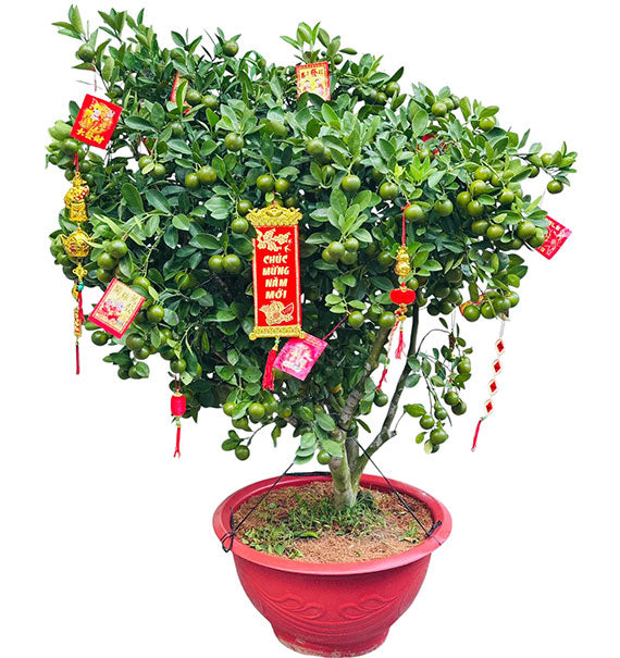 A Pot Of Kumquat Tree 1m2 Tet Vietnam