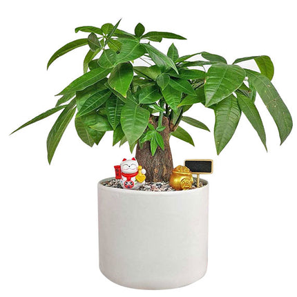 A Pot Of Money Tree Tet Vietnam