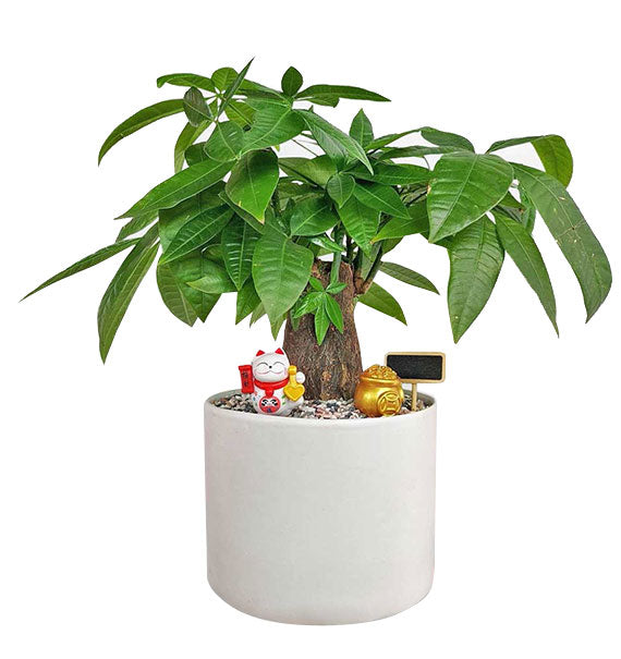 A Pot Of Money Tree Tet Vietnam
