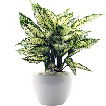 A Pot Of Osaka White Aglaonema Tet Vietnam