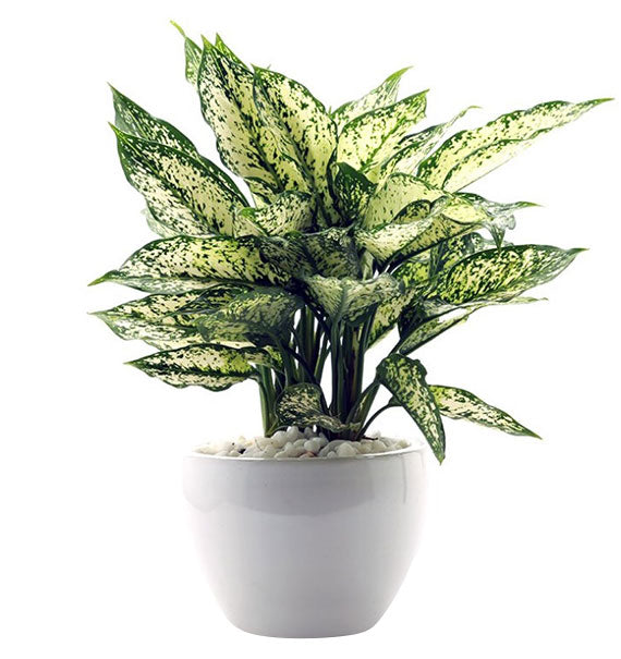 A Pot Of Osaka White Aglaonema Tet Vietnam
