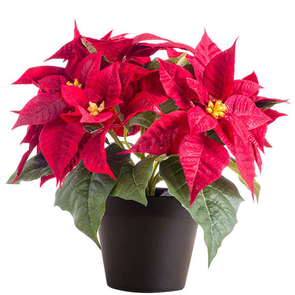 A Pot Of Red Poinsettia Tet Vietnam