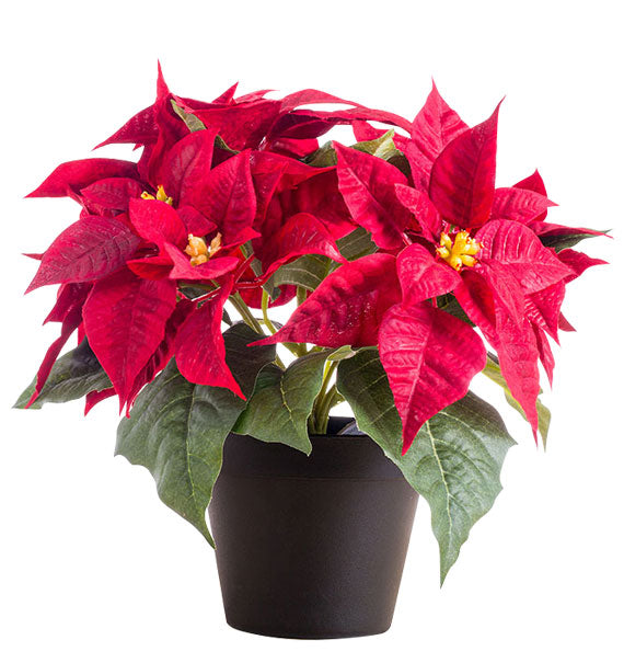 A Pot Of Red Poinsettia Tet Vietnam
