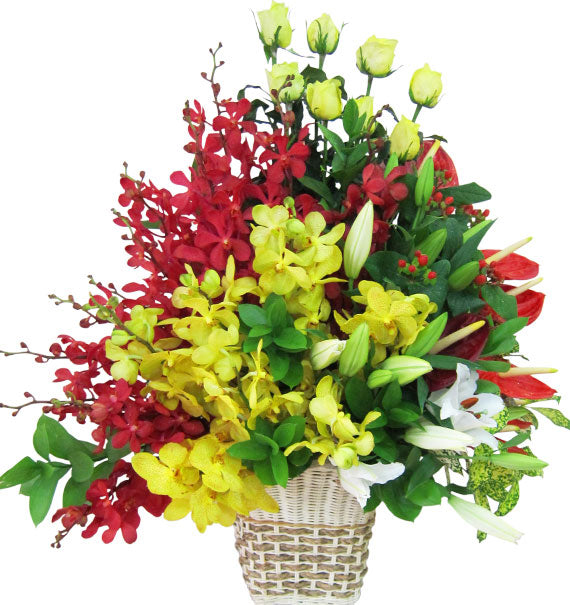 Anniversary Orchid Basket Vietnam
