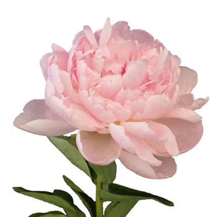 Baby Pink Peony
