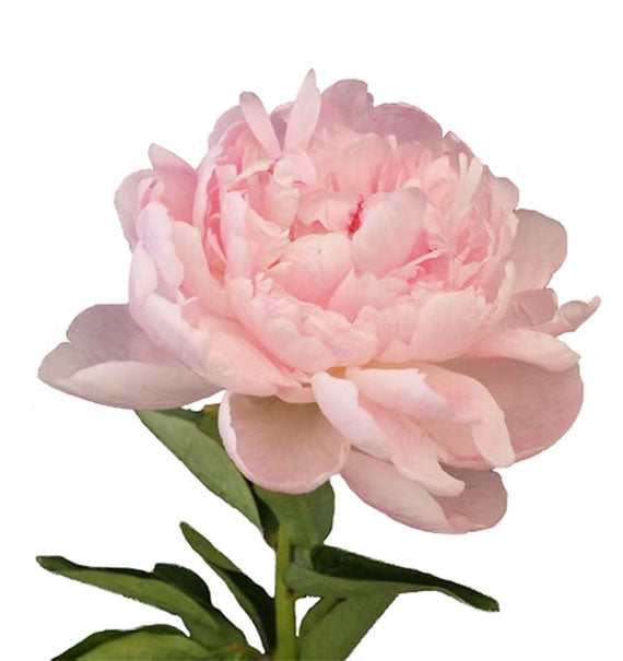 Baby Pink Peony