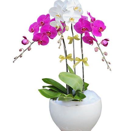 Beautiful Potted Orchid For Mother's Day Vietnam