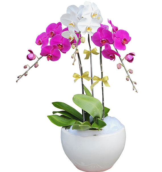 Beautiful Potted Orchid For Mother's Day Vietnam