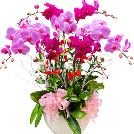 Celebrate Mother's Day With Orchid Pot Vietnam