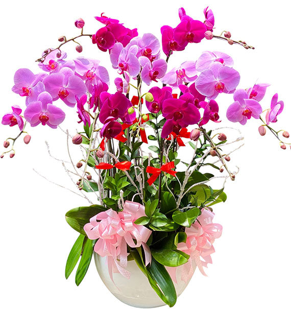 Celebrate Mother's Day With Orchid Pot Vietnam
