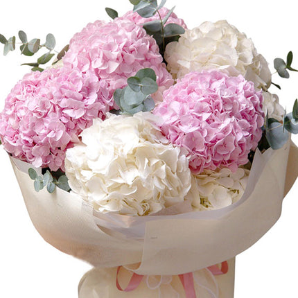 Cotton Cloud Hydrangeas Vietnam