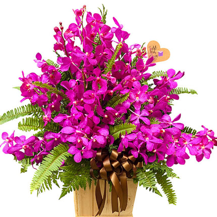 Dream Purple Orchid Vietnam