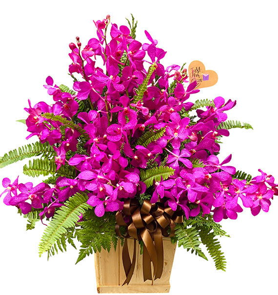 Dream Purple Orchid Vietnam